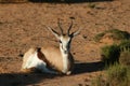Resting Springbok Ewe Royalty Free Stock Photo