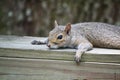 Resting squirrel