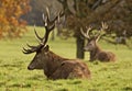 Resting stags Royalty Free Stock Photo