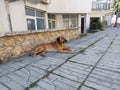 Resting street dogs on a sunny autumn day