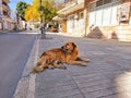 Resting street dogs on a sunny autumn day