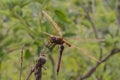 Resting Sympertrum Dragonfly Royalty Free Stock Photo