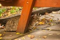 Resting tabby cat