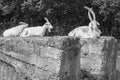 Goats resting on concrete blocks, Samegrelo, Georgia