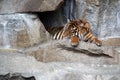 resting tiger 1