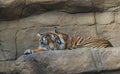 Resting tiger at London Zoo.
