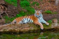 Resting Tiger By The River with beautiful green background