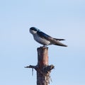 Resting Tree Swallow Royalty Free Stock Photo