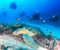Resting turtle beseiged by SCUBA divers Royalty Free Stock Photo