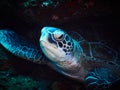 Resting turtle in the blue