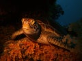 Resting Turtle