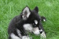 Resting Two Month Old Alusky Puppy Dog in Grass