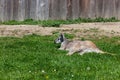 Resting Wallaroo