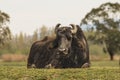 Resting water buffalo lying in a meadow, Samegrelo, Georgia.