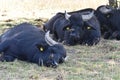 Resting water buffaloes Bubalus bubalis with birds sitting on their heads, near the Berlin Wall Trail Royalty Free Stock Photo