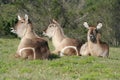 Resting Waterbuck Royalty Free Stock Photo