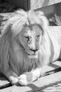 Resting White Lion Close-up