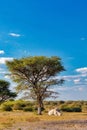 Resting white rhinoceros under acacia tree, Botswana