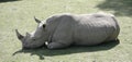 Resting white rhinoceros