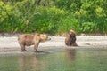 Resting wild bears on the shore of Kurile Lake in Kamchatka