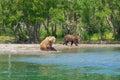 Resting wild bears on the shore of Kurile Lake in Kamchatka