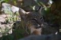 Resting Wild Bobcat in the Summer Time