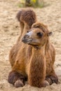 Resting wild camel in desert sand