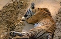 Resting wild tigress