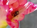 Resting wings wasp Royalty Free Stock Photo