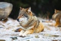 Resting wolfes in wolf pack at early winter Royalty Free Stock Photo