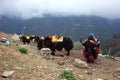 Resting yaks caravan in Himalayas mountains Royalty Free Stock Photo