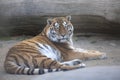 Resting young Amur tiger, Panthera tigris altaica