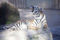 Resting young Amur tiger, Panthera tigris altaica