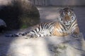 Resting young Amur tiger, Panthera tigris altaica Royalty Free Stock Photo