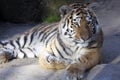 Resting young Amur tiger, Panthera tigris altaica Royalty Free Stock Photo