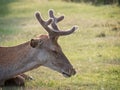 Resting young Red Deer Cervus elaphus stag growing antlers