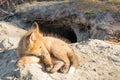 Young red fox puppy resting outside den Royalty Free Stock Photo