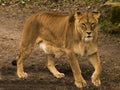 Lionesses Panthera Royalty Free Stock Photo