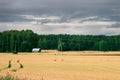 Restless wheat in the fields of Central Europe Royalty Free Stock Photo