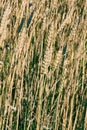 Restless wheat in the fields of Central Europe Royalty Free Stock Photo