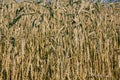 Restless wheat in the fields of Central Europe Royalty Free Stock Photo