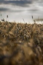 Restless wheat in the fields of Central Europe Royalty Free Stock Photo