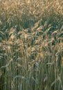 Restless wheat in the fields of Central Europe Royalty Free Stock Photo