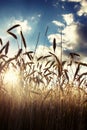 Restless wheat in the fields of Central Europe Royalty Free Stock Photo