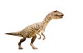 Restoration of an Allosaurus (Allosaurus fragilis) dinosaur isolated. Royalty Free Stock Photo