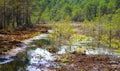 Restoration of bog ecosystem in Estonia Royalty Free Stock Photo