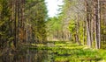 Restoration of bog ecosystem Royalty Free Stock Photo