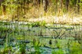 Restoration of bog ecosystem