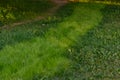 restoration of lawn covering after a trodden path in the wrong place