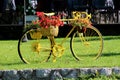 Restored and freshly painted old bicycle now used as garden decoration with hanging Begonia and other flowers Royalty Free Stock Photo